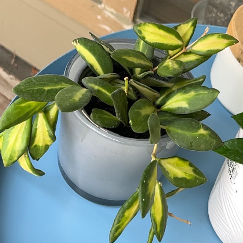 Photo of the plant species hoya burtoniae variegata by @PragmaticWasabi named Seaweed on Greg, the plant care app