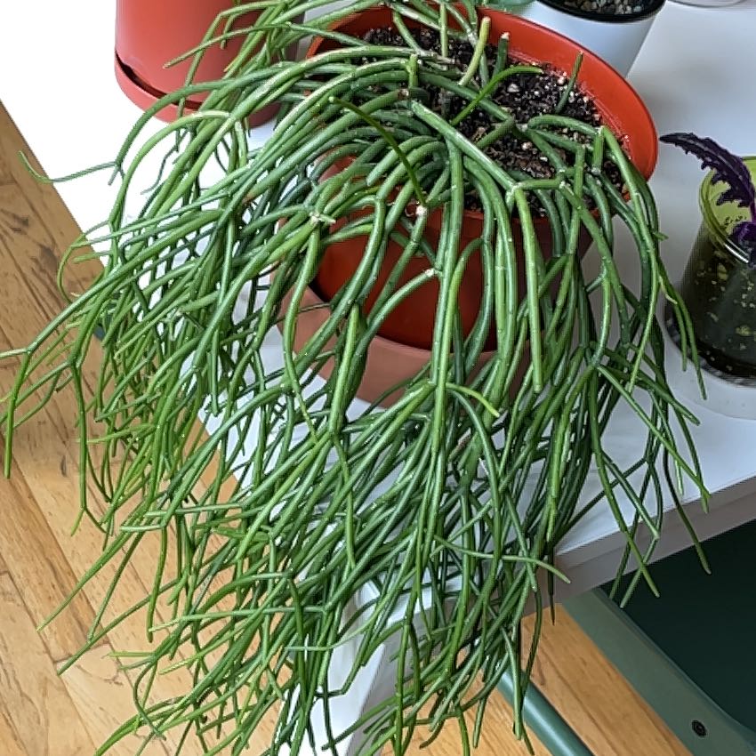 Photo of the plant species Rhipsalis Floccosa by @PragmaticWasabi named Rhippie on Greg, the plant care app