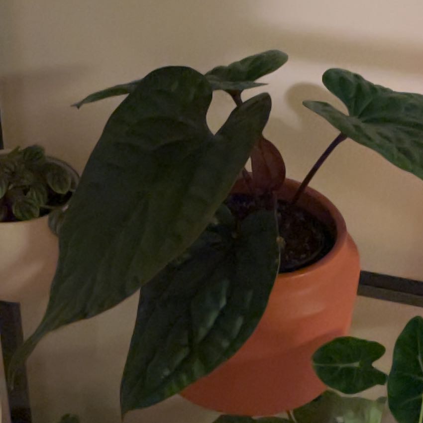 Photo of the plant species Anthurium Radicans x Luxurians by @PragmaticWasabi named Elle on Greg, the plant care app