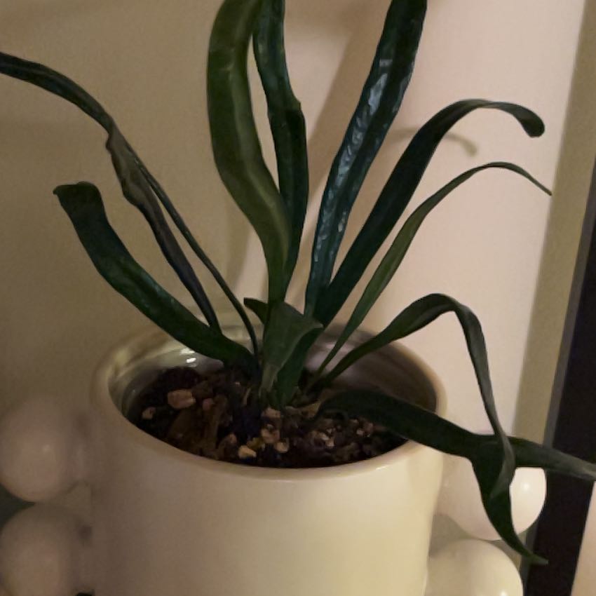 Photo of the plant species Blue Oil Fern by @PragmaticWasabi named Sanders on Greg, the plant care app
