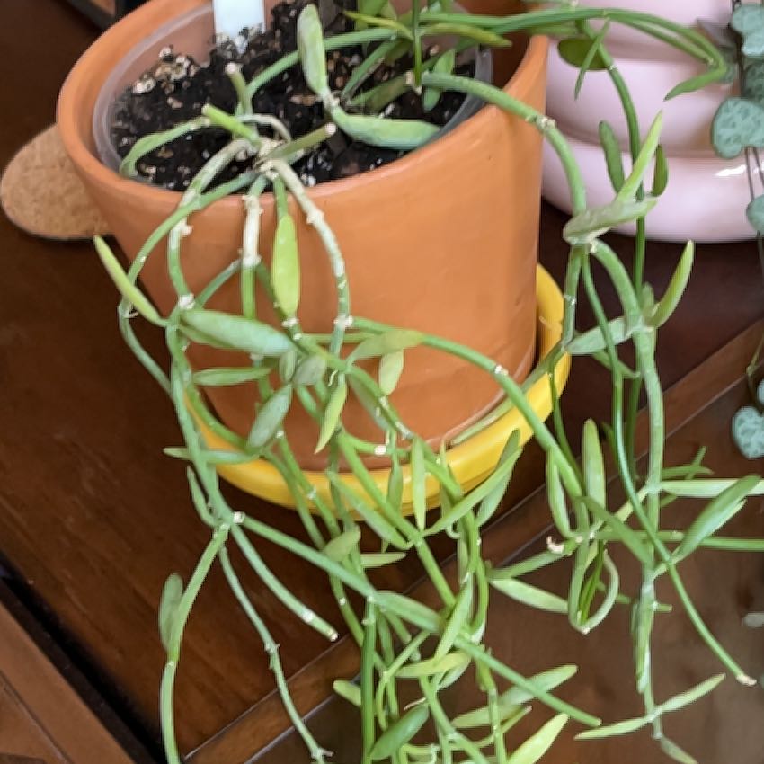 Photo of the plant species Dischidia bengalensis by @PragmaticWasabi named Needles on Greg, the plant care app
