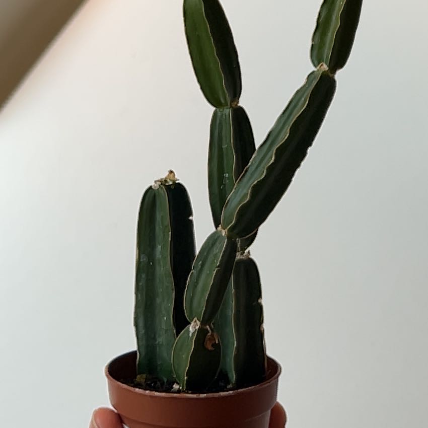 Photo of the plant species Adamant Creeper by @PragmaticWasabi named Taylor Swift on Greg, the plant care app