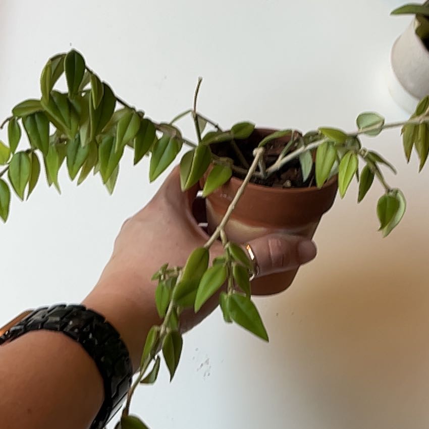 Photo of the plant species Hoya Bella by @PragmaticWasabi named Bella on Greg, the plant care app