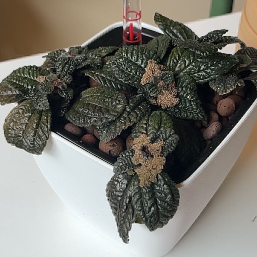 Photo of the plant species Aluminum Plant by @PragmaticWasabi named Coral on Greg, the plant care app