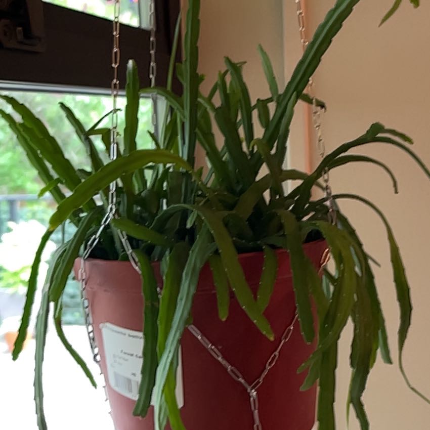 Photo of the plant species Pfeiffera boliviana by @PragmaticWasabi named Boliviana on Greg, the plant care app
