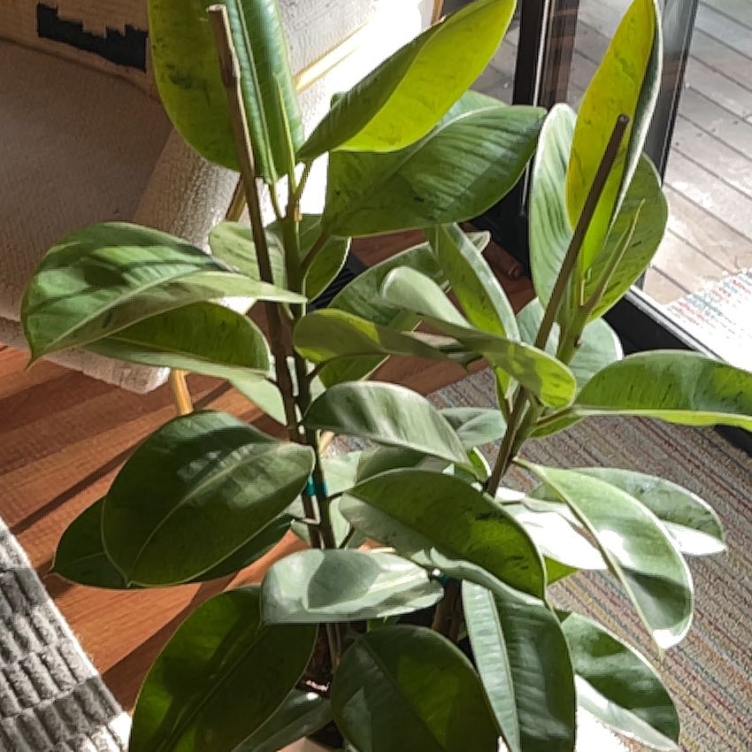 Photo of the plant species Ficus Shivereana by @PragmaticWasabi named Moonlight Sparkles on Greg, the plant care app