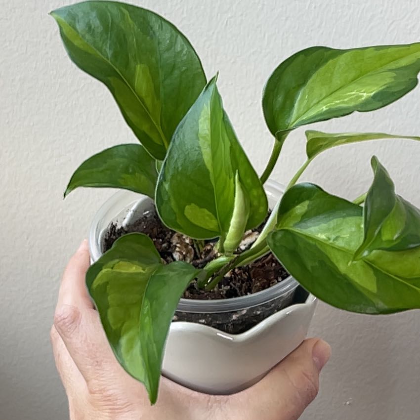 Photo of the plant species Global Green Pothos by @PragmaticWasabi named El Mundo on Greg, the plant care app