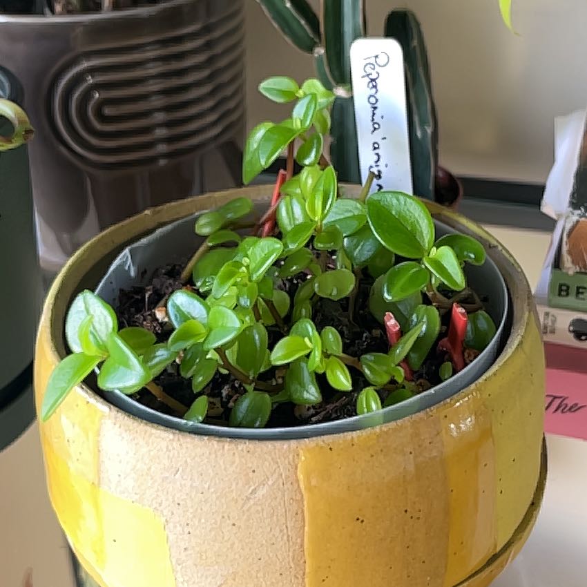 Photo of the plant species Amigo Marcello by @PragmaticWasabi named Amigo on Greg, the plant care app