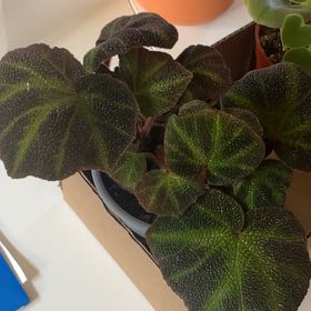 Photo of the plant species Sun-Changing Begonia by @PragmaticWasabi named Weirdo on Greg, the plant care app