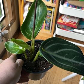 Photo of the plant species Pep. Maculosa by @PragmaticWasabi named Josephine on Greg, the plant care app