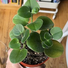 Photo of the plant species Felted Peperomia by @PragmaticWasabi named Fuzzy on Greg, the plant care app