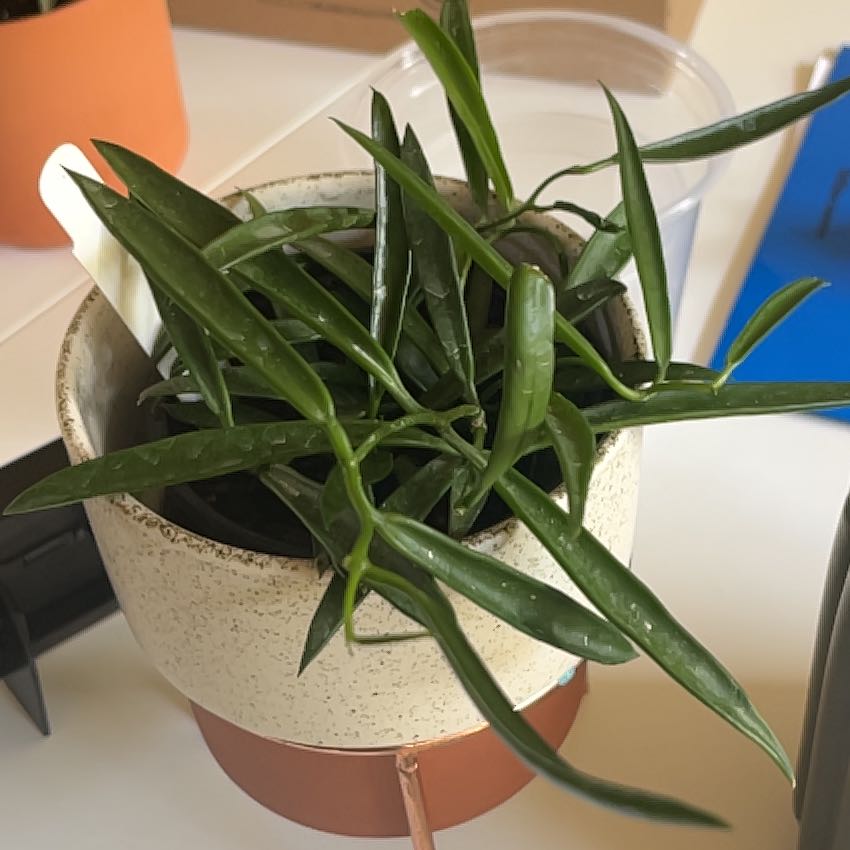 Photo of the plant species Long-Leaf Hoya by @PragmaticWasabi named String Bean on Greg, the plant care app