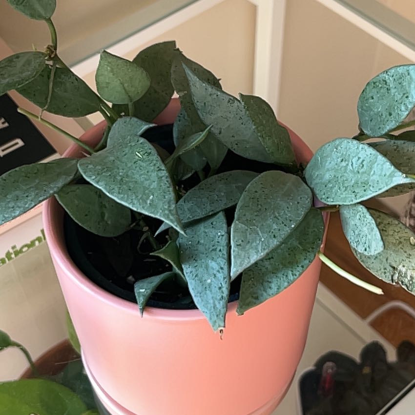 Photo of the plant species Super Silver Hoyaa Krohniana by @PragmaticWasabi named Curie on Greg, the plant care app