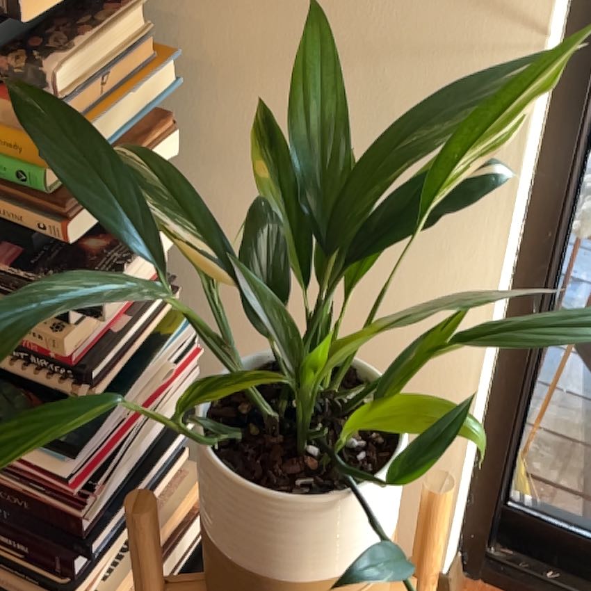 Photo of the plant species Silver Streak Plant by @PragmaticWasabi named Relax on Greg, the plant care app