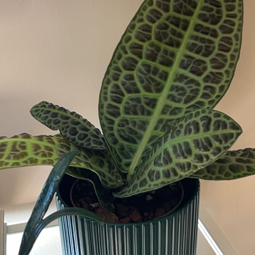 Photo of the plant species Labisia by @PragmaticWasabi named Turtleton on Greg, the plant care app