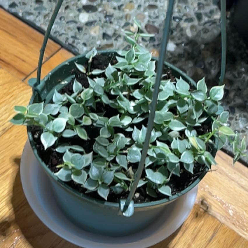 Photo of the plant species Million Hearts Dischidia by @PragmaticWasabi named Sigmund on Greg, the plant care app