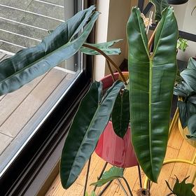 Photo of the plant species Philodendron billietiae by @PragmaticWasabi named Billiana on Greg, the plant care app