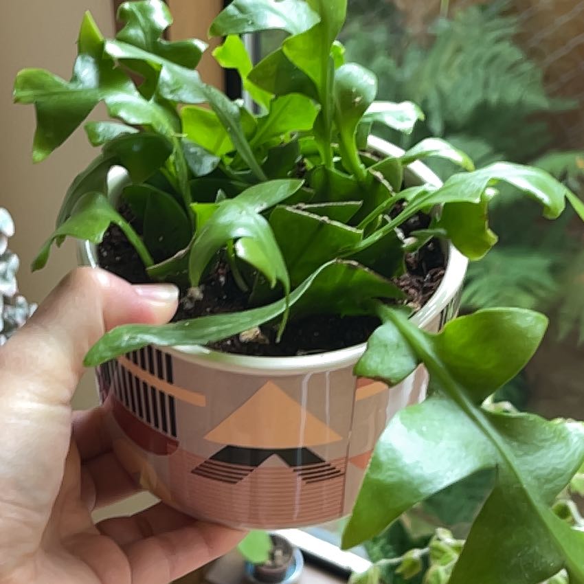 Photo of the plant species Shark Tooth Cactus by @PragmaticWasabi named Baby Shark on Greg, the plant care app