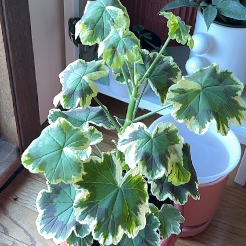 Photo of the plant species Gerainbow Geranium by @PragmaticWasabi named Rainbeau on Greg, the plant care app