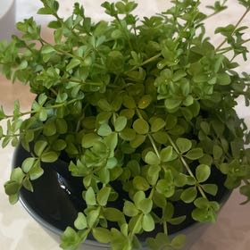 Photo of the plant species Peperomia deppeana by @PragmaticWasabi named Leonardo on Greg, the plant care app