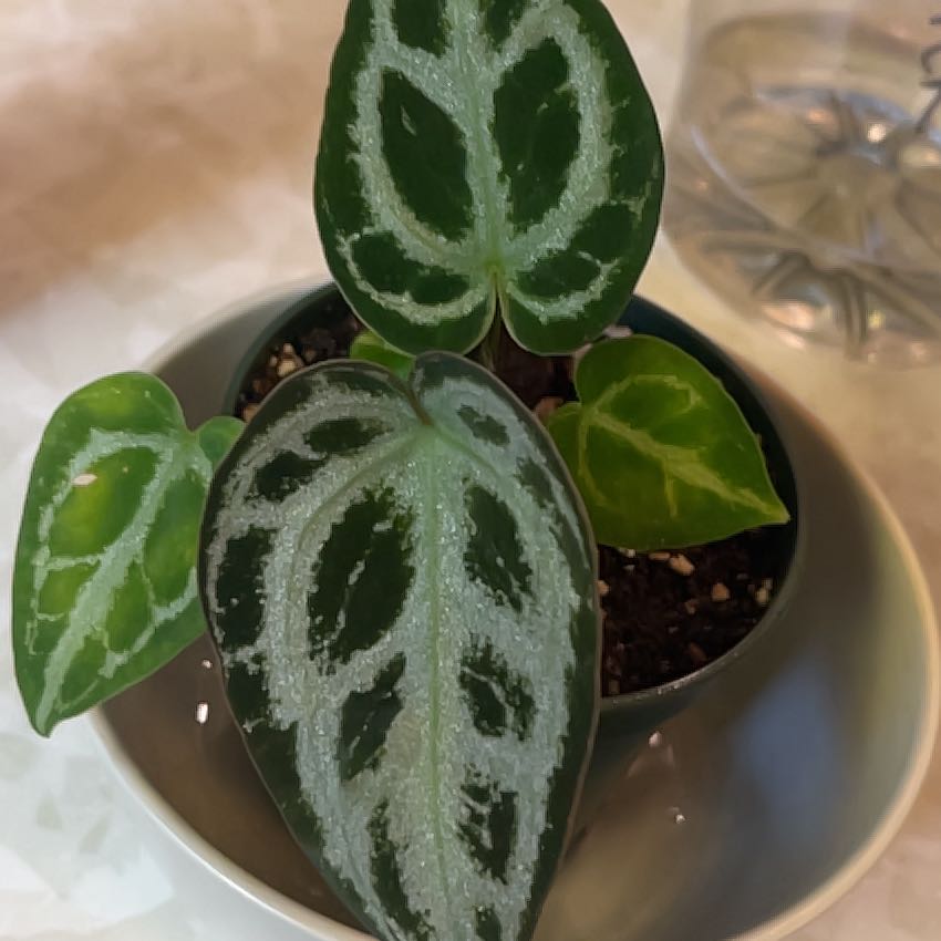 Photo of the plant species Anthurium hybrid by @PragmaticWasabi named Tree Diddy on Greg, the plant care app