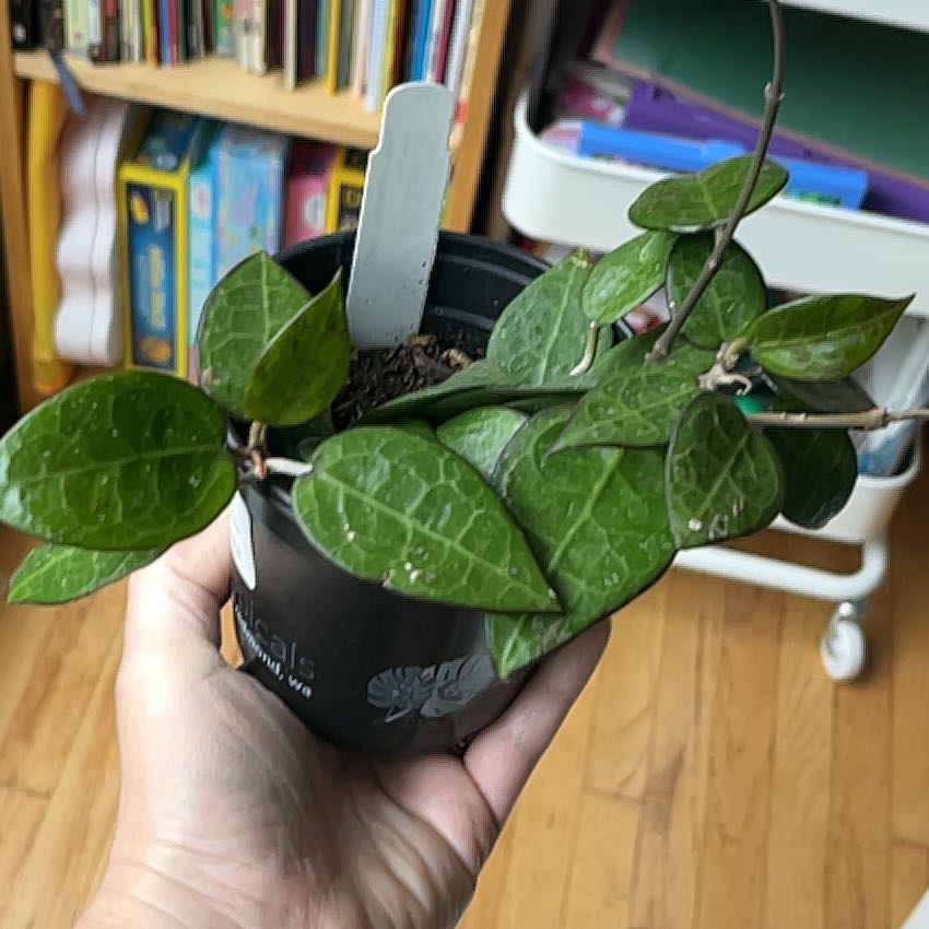 Photo of the plant species Black Margin Hoya Parasitica by @PragmaticWasabi named Wall-E on Greg, the plant care app