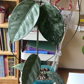 Photo of the plant species Hoya coriacea 'Silver' by @PragmaticWasabi named Bieber on Greg, the plant care app