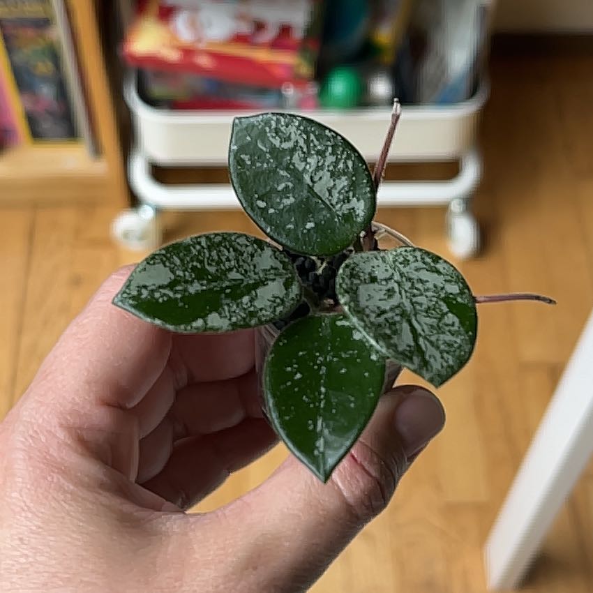 Photo of the plant species Hoya 'Mathilde Splash' by @PragmaticWasabi named Morgan Treeman on Greg, the plant care app
