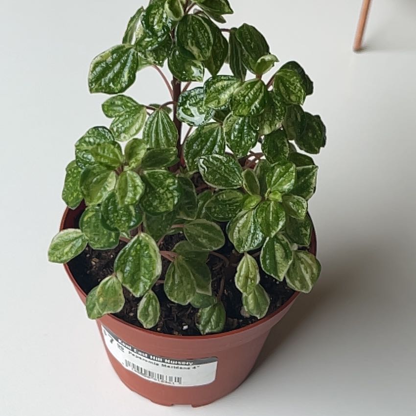 Photo of the plant species Peperomia meridiana by @PragmaticWasabi named Merida on Greg, the plant care app