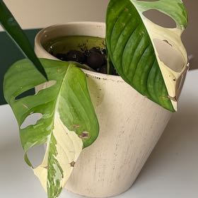 Photo of the plant species Variegated Monstera Adansonii 'Albo' by @PragmaticWasabi named Darwin on Greg, the plant care app