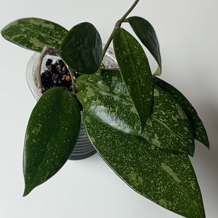 Photo of the plant species Hoya parasitica Splash by @PragmaticWasabi named PM171 on Greg, the plant care app