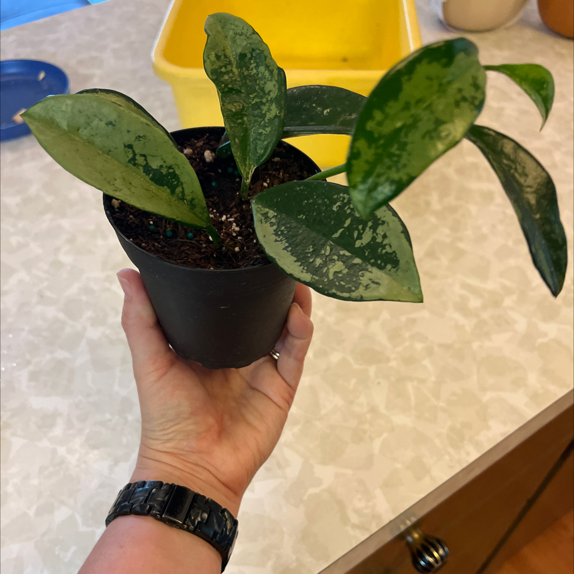 Photo of the plant species Hoya AH-074 by @PragmaticWasabi named Pickle on Greg, the plant care app