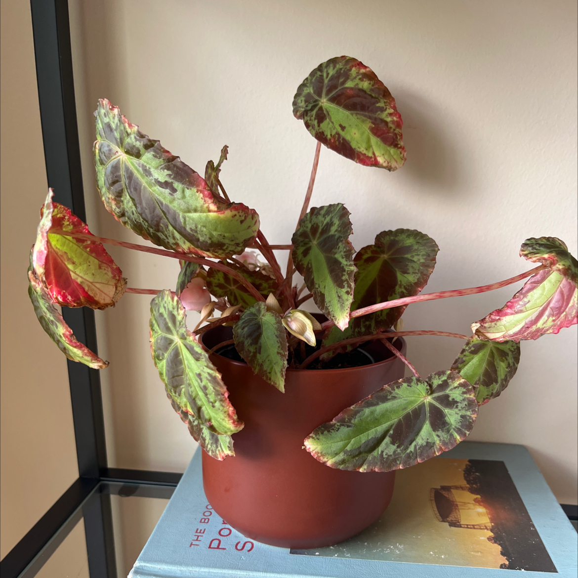Photo of the plant species Rex Begonia by @PragmaticWasabi named Ronaldo on Greg, the plant care app