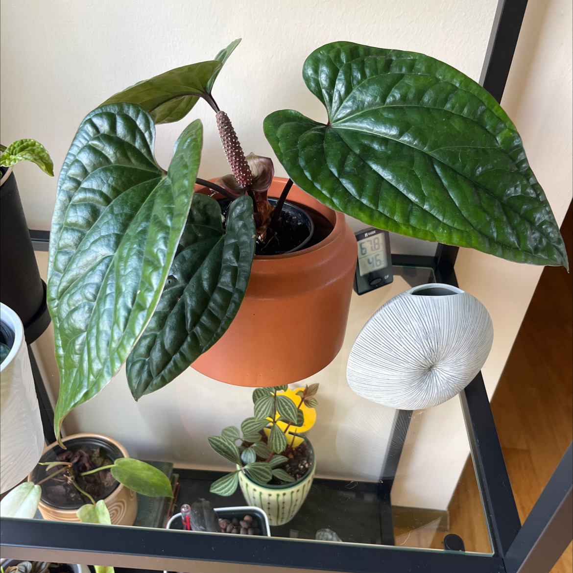 Photo of the plant species Anthurium Radicans x Luxurians by @PragmaticWasabi named Elle on Greg, the plant care app
