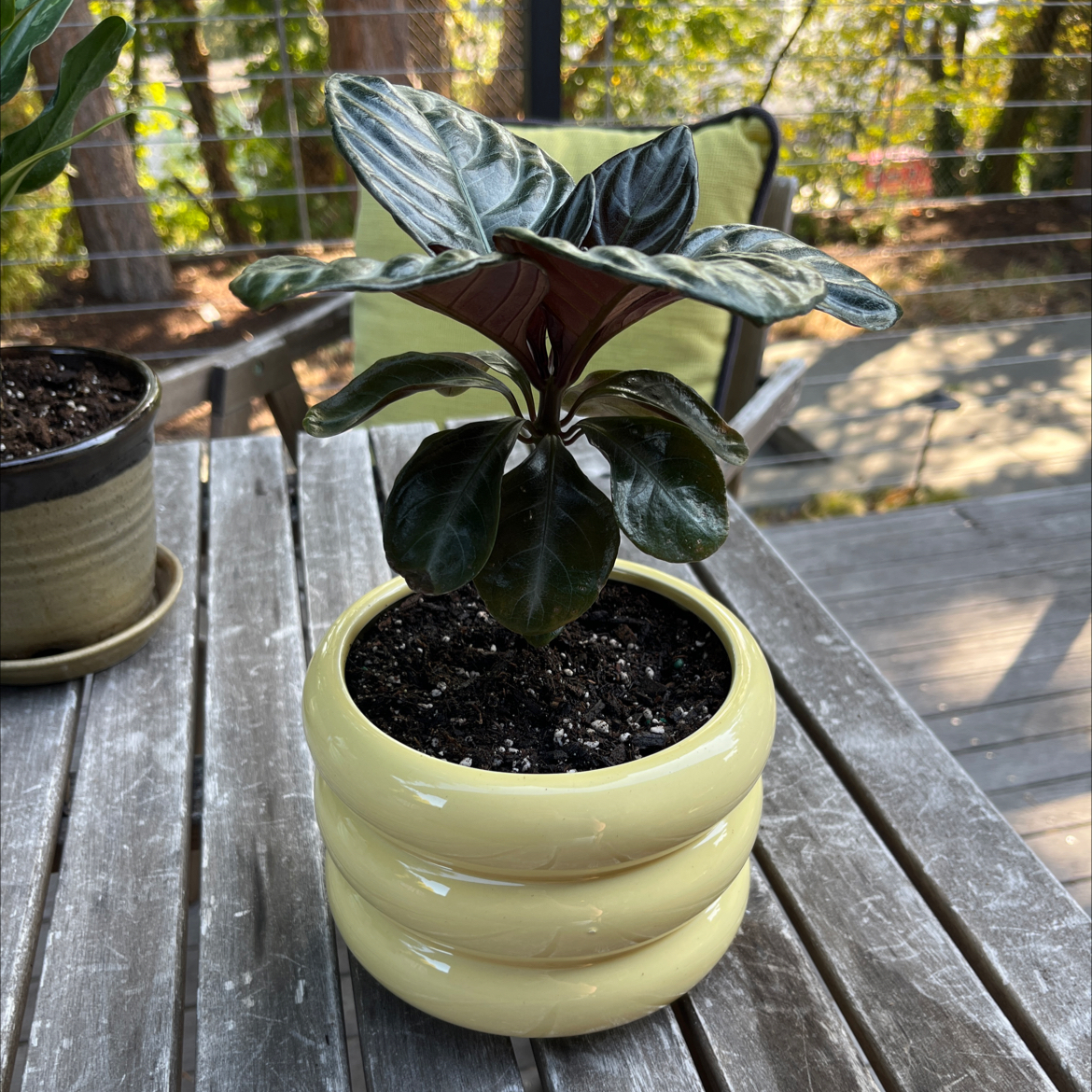 Photo of the plant species Zebra Fuego by @PragmaticWasabi named Osmo on Greg, the plant care app