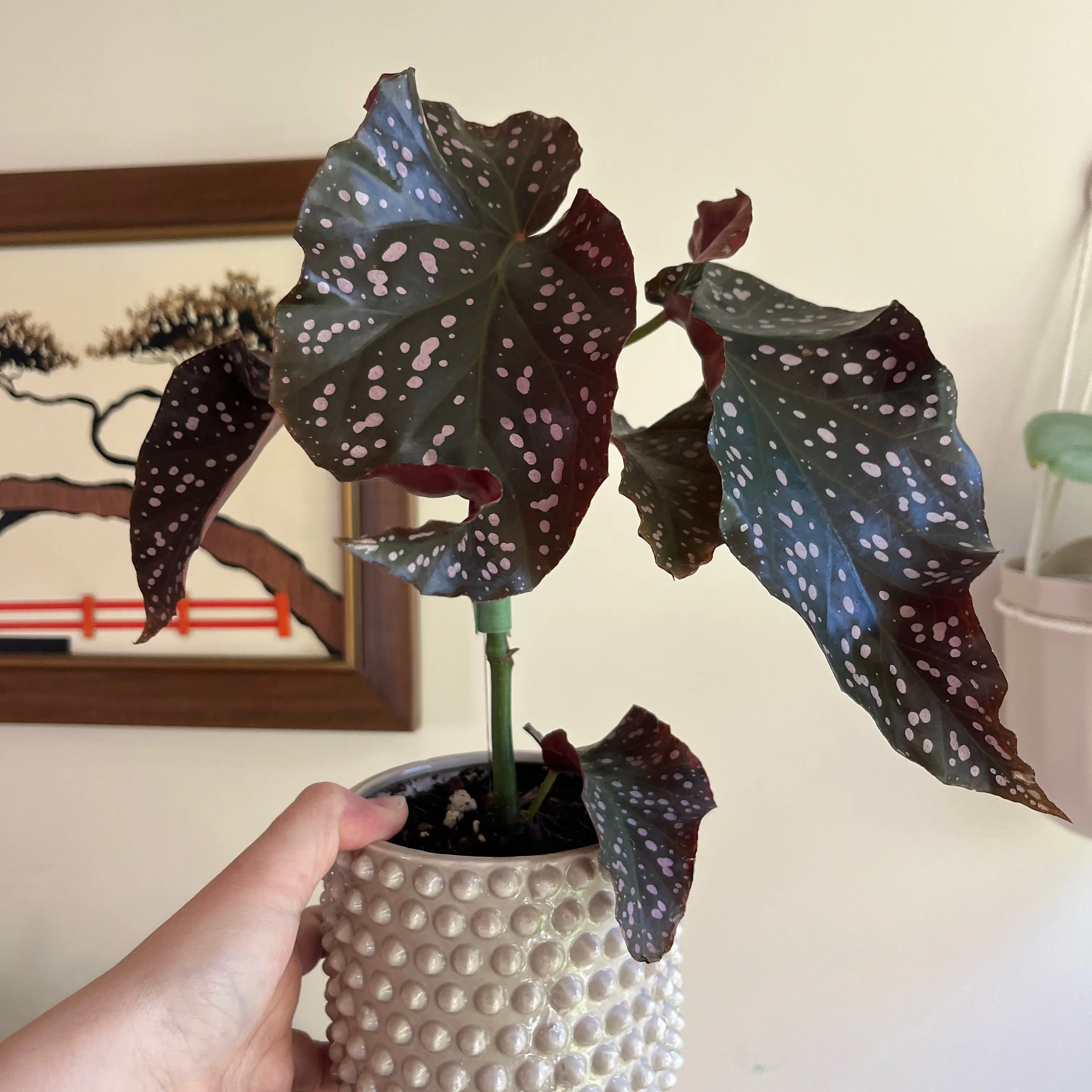 Photo of the plant species Begonia Cracklin Rosie by @PragmaticWasabi named Rihanna on Greg, the plant care app