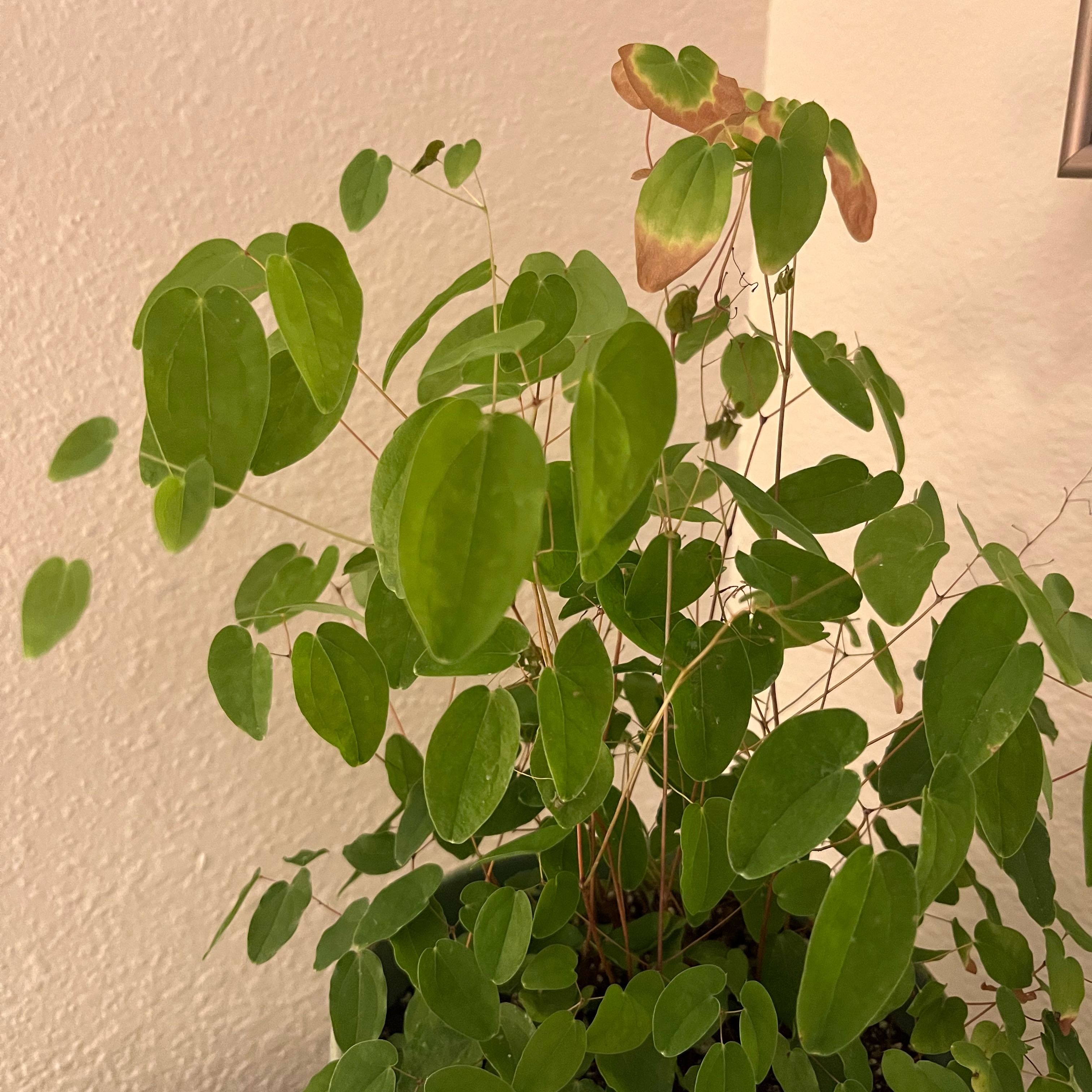 Photo of the plant species Epimedium yinjiangense by @AbleCalendula57 named Merlin on Greg, the plant care app