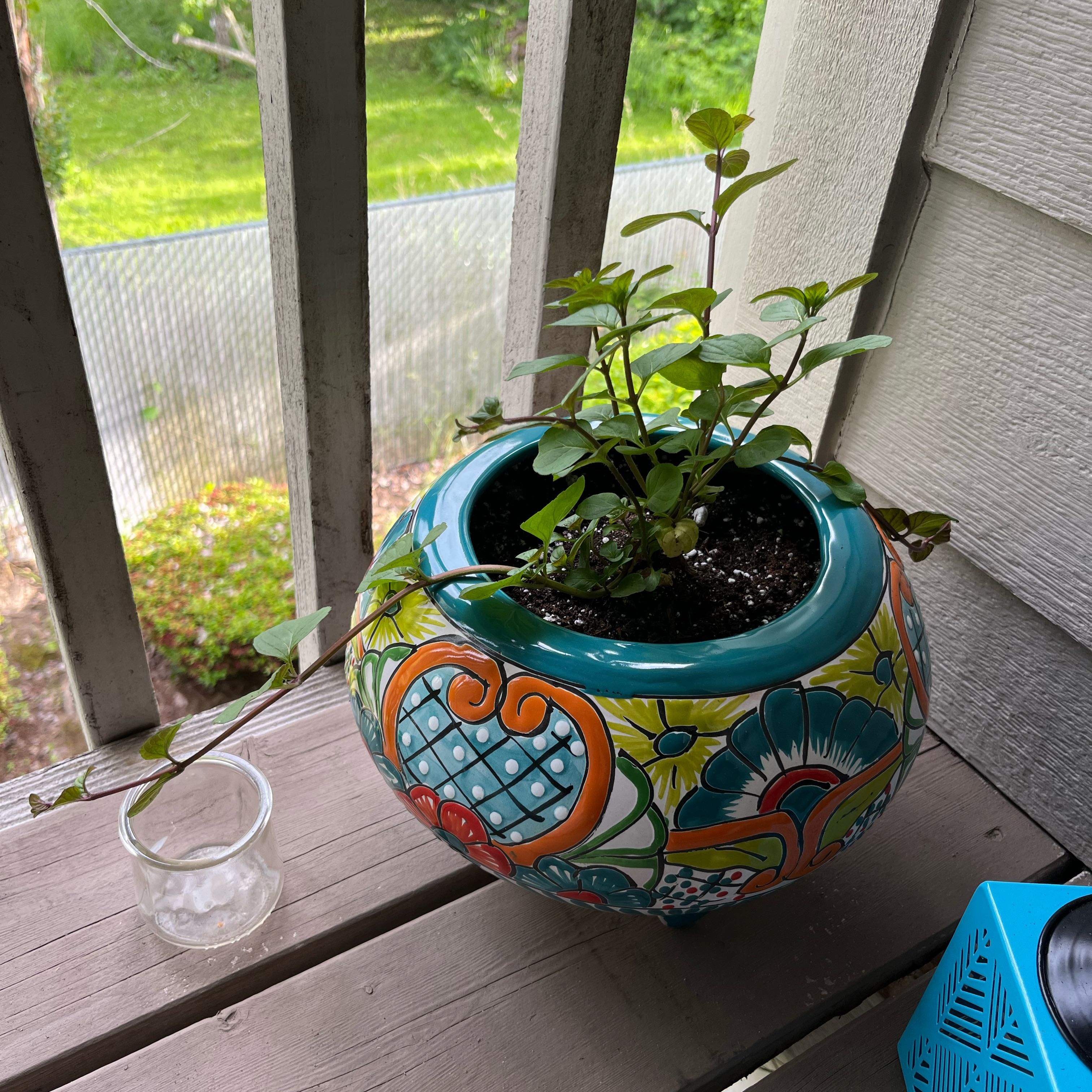 Photo of the plant species Orange Mint by @AbleCalendula57 named Lugh on Greg, the plant care app