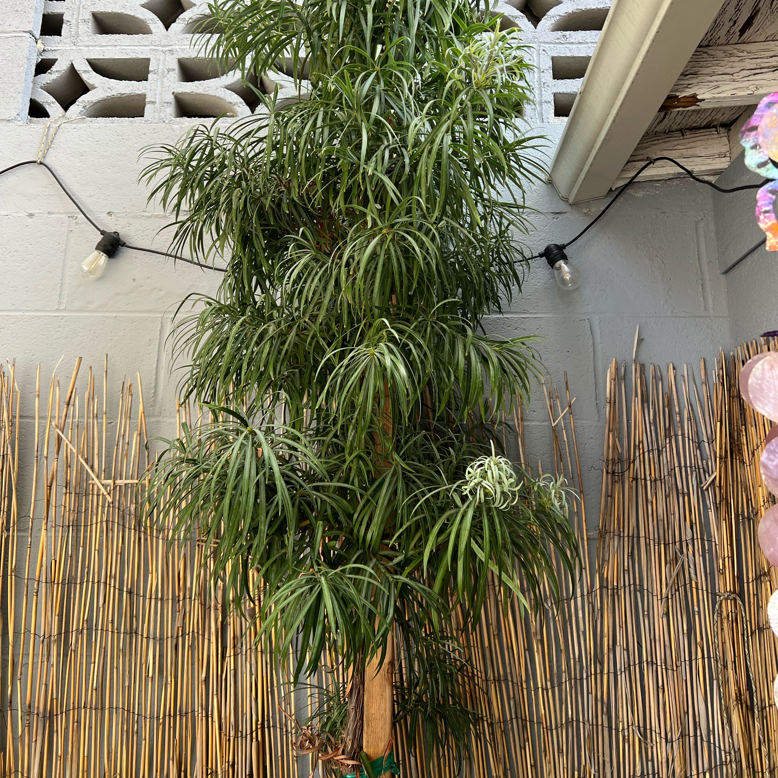 Photo of the plant species East african yellowwood by @FacilePrincetut named Surya on Greg, the plant care app