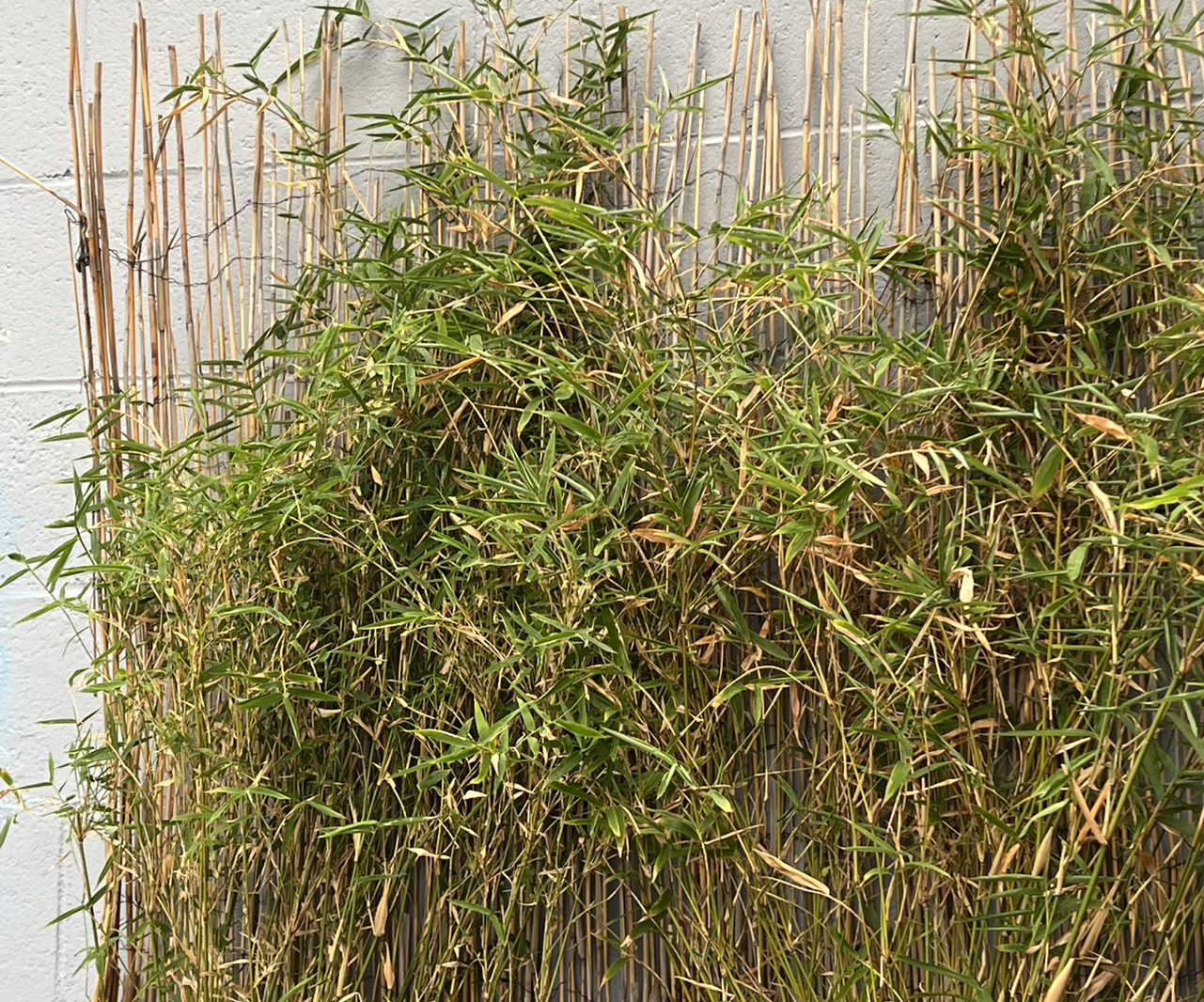 Photo of the plant species Bambusa multiplex 'Golden Goddess‘ by @FacilePrincetut named Osmo on Greg, the plant care app
