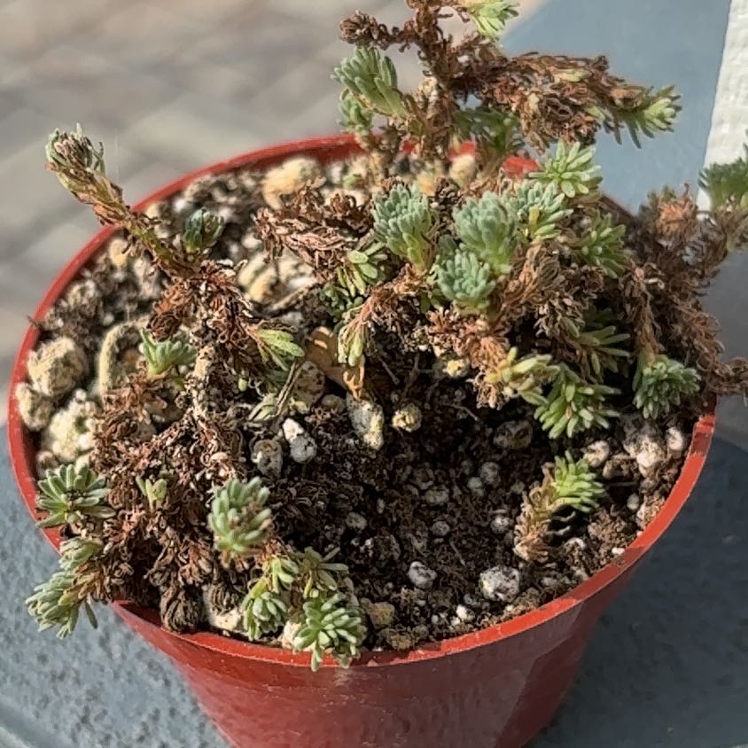 Photo of the plant species Miniature Joshua Tree by @WarmMandrake84 named Willow on Greg, the plant care app