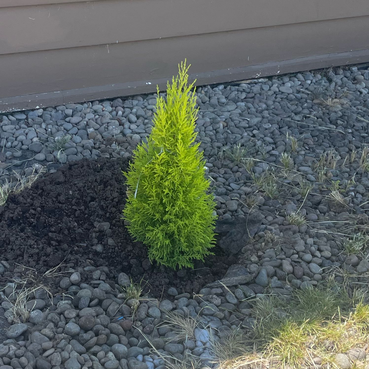 Photo of the plant species Lemon Cypress 'Goldcrest Wilma' by @CourtlyHoya named Dolores on Greg, the plant care app