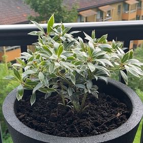 Photo of the plant species Pieris 'Flaming Silver' by @FunnyCapeweed20 named Andromeda on Greg, the plant care app