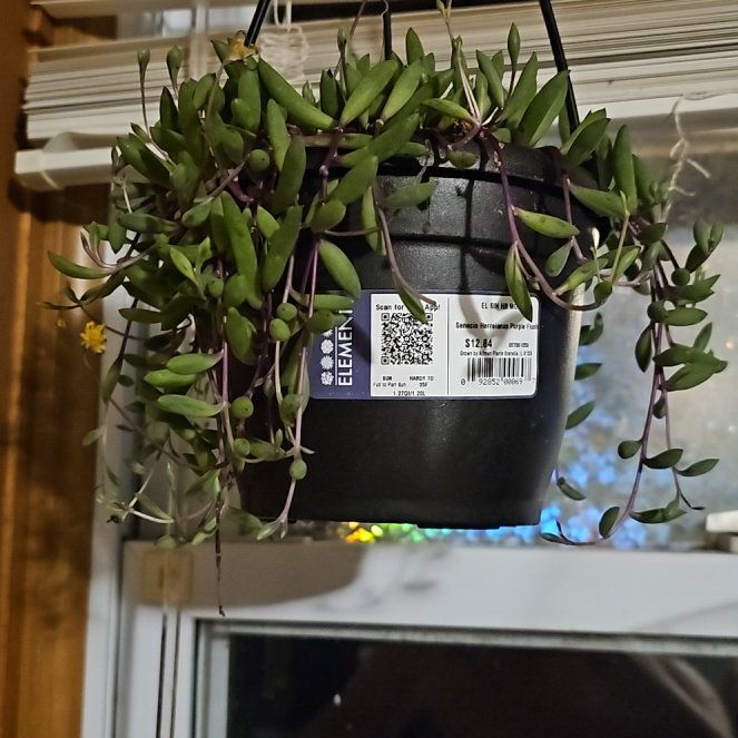 Photo of the plant species String of Beads 'Purple Flush' by @WillFilbert76 named Michelle Branch on Greg, the plant care app