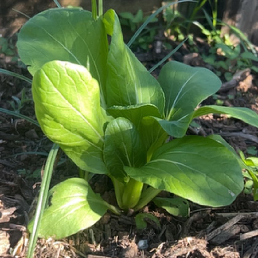 Photo of the plant species White Stem Pak Choy by @PromptCamphor11 named Darwin on Greg, the plant care app