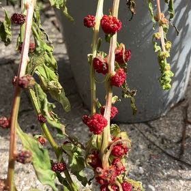 Photo of the plant species Indian-Ink by @WhizMostii43 named Duke on Greg, the plant care app