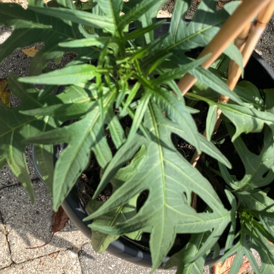Photo of the plant species Large Kangaroo Apple by @WhizMostii43 named Surya on Greg, the plant care app