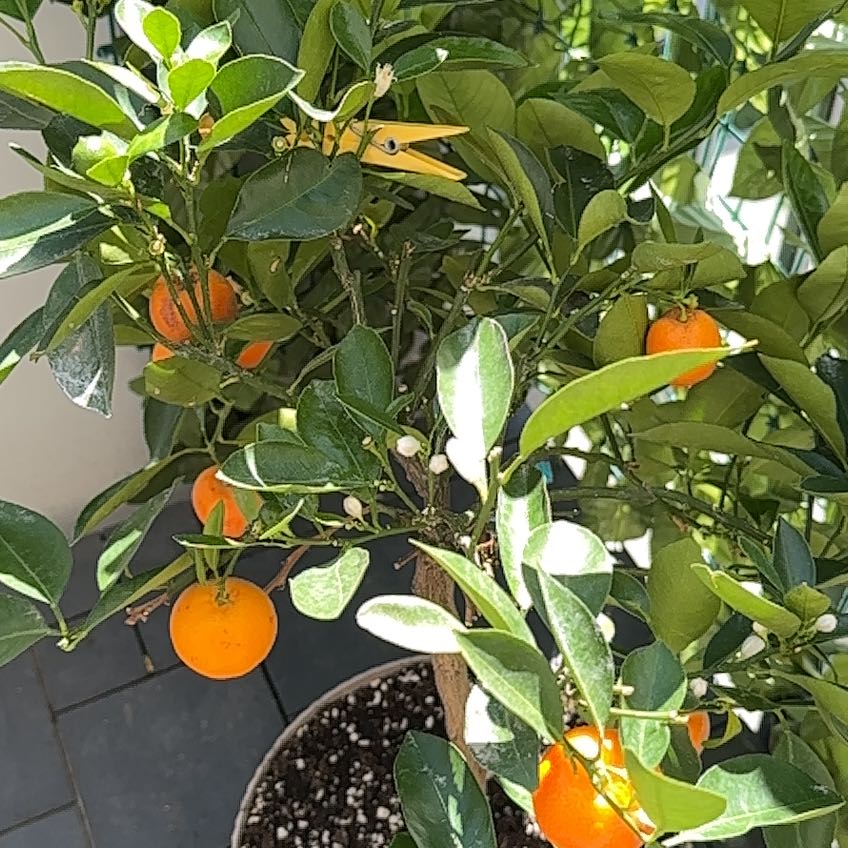 Photo of the plant species Citrus medica by @JuicyTomato17 named Zion on Greg, the plant care app