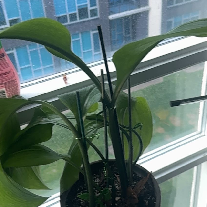 Photo of the plant species Amazon Lily by @MrStevenJames named Luscious Lily on Greg, the plant care app