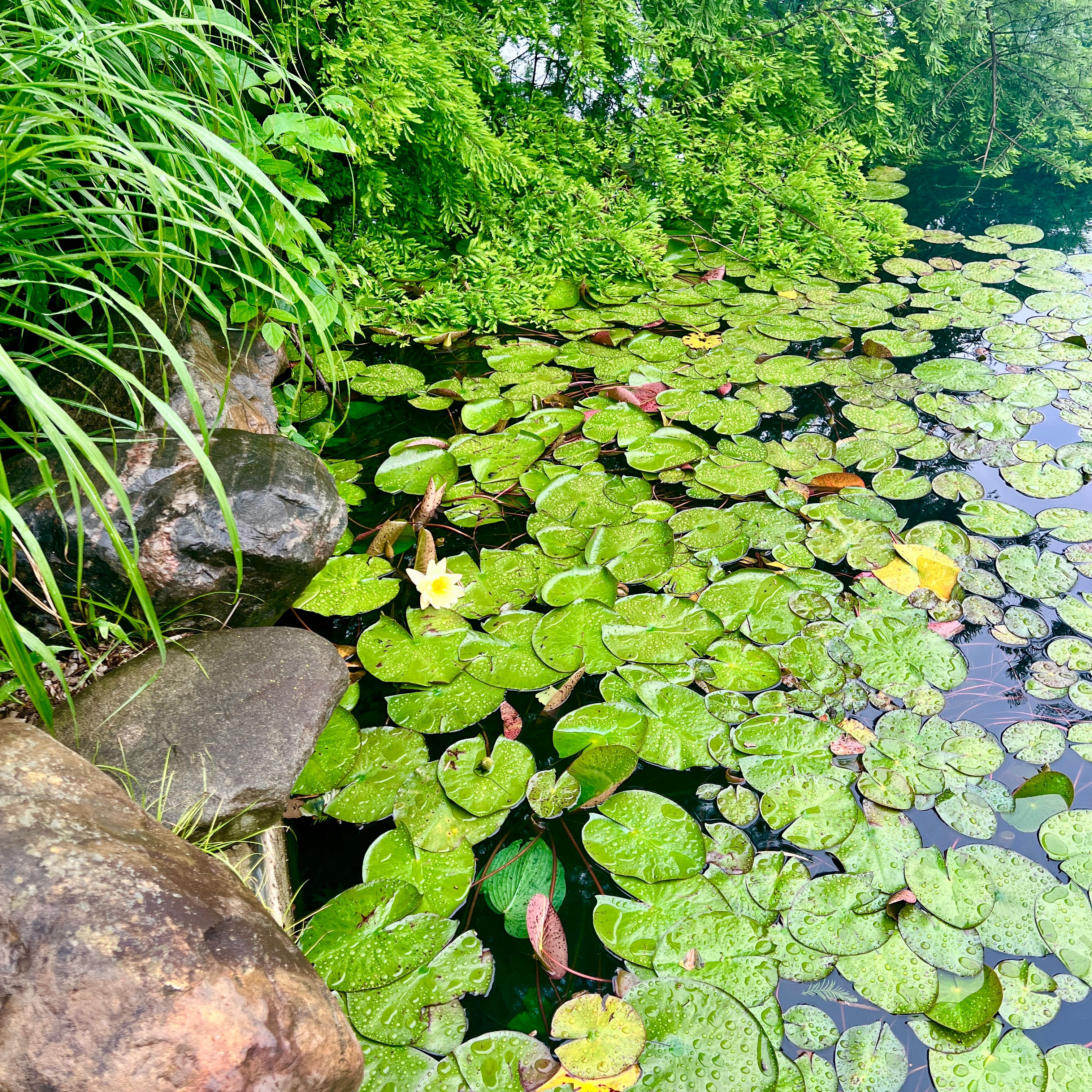 Photo of the plant species European White Waterlily by @YesWildramp30 named Winston on Greg, the plant care app